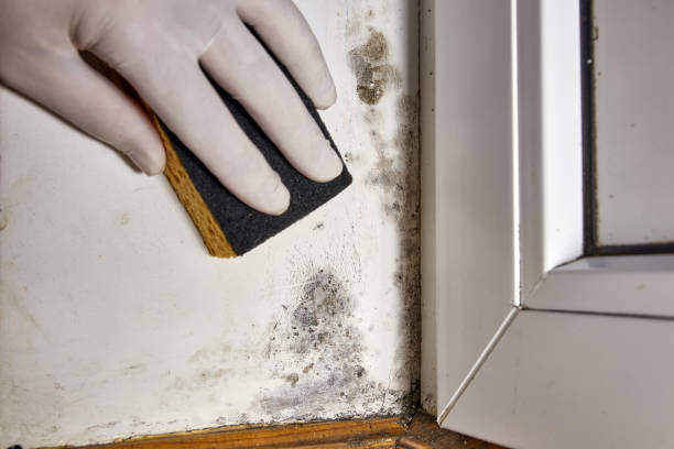 Best Residential Mold Inspection & Testing  in Bossier City, LA